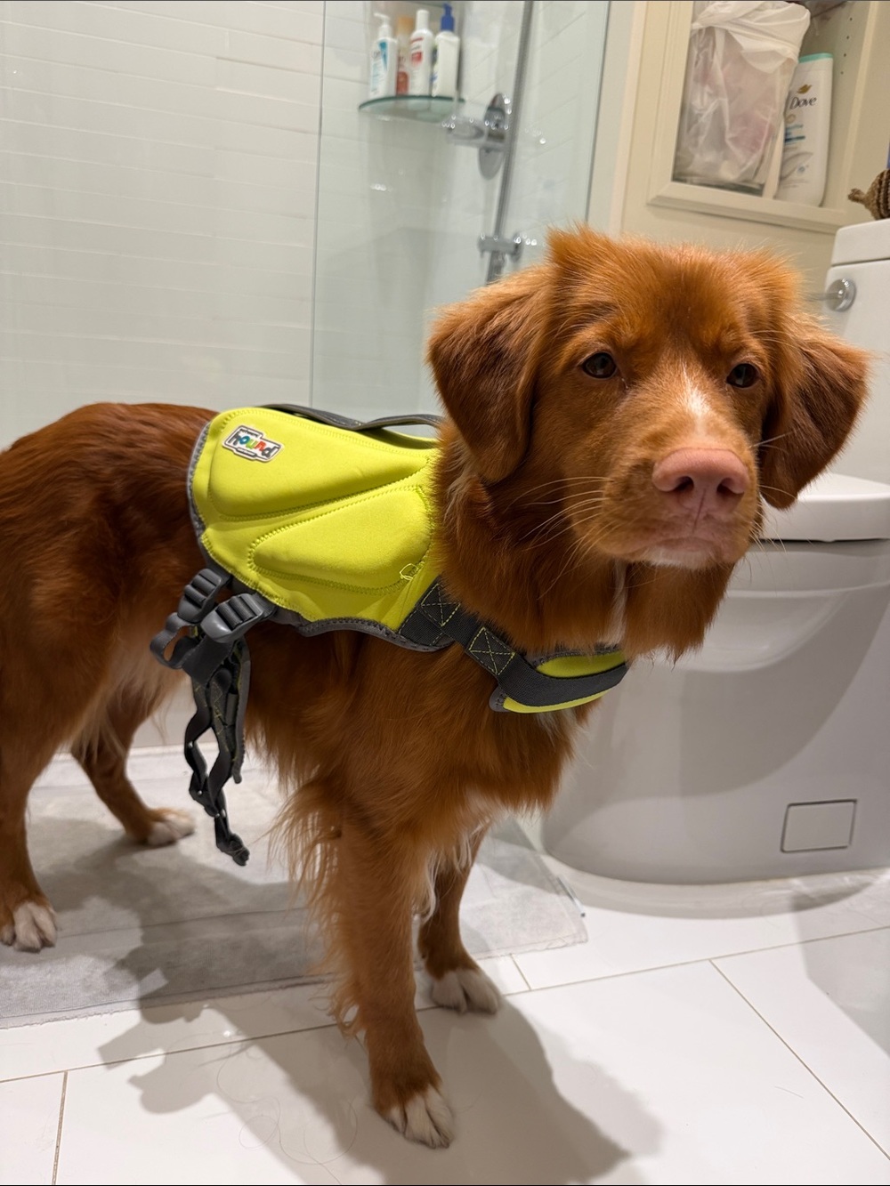 Outward hound dog life jacket
